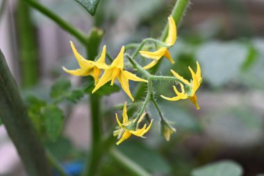 Sebze bahçesinde domates yetiştirme. Domatesler çiçeklendikten yaklaşık 50 gün sonra toplanabilir..
