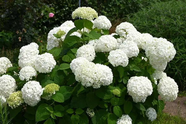 stock image Hydrangea arborescens 'Annabelle'. A deciduous shrub of the Hydrangeaceae family native to North America. It blooms pure white flowers from June to July.