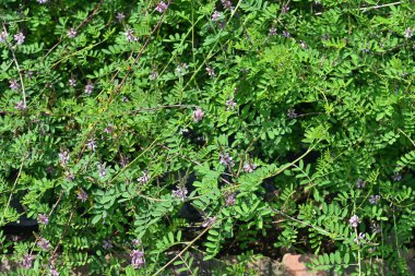  Indigofera psödotinctoria çiçekleri. Fabaceae yaprak döken çalı. Açık pembe-mor çiçekler yazın açar. Çivit boyası için hammadde olarak kullanılır..