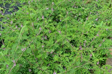  Indigofera psödotinctoria çiçekleri. Fabaceae yaprak döken çalı. Açık pembe-mor çiçekler yazın açar. Çivit boyası için hammadde olarak kullanılır..