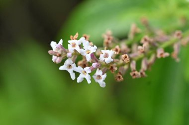 Limon verbena (Aloysia citrodora) çiçekleri. Yazın küçük beyaz çiçekler açar. Limon kokulu yapraklar yemek malzemeleri ve parfümlerde kullanılır..