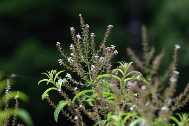 Limon verbena (Aloysia citrodora) çiçekleri. Yazın küçük beyaz çiçekler açar. Limon kokulu yapraklar yemek malzemeleri ve parfümlerde kullanılır..