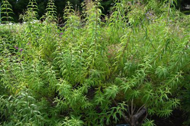 Limon verbena (Aloysia citrodora) çiçekleri. Yazın küçük beyaz çiçekler açar. Limon kokulu yapraklar yemek malzemeleri ve parfümlerde kullanılır..