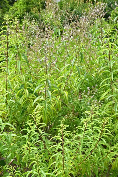 stock image Lemon verbena (Aloysia citrodora) flowers. Small white flowers bloom in summer. The lemon-scented leaves are used as food ingredients and in perfumes.