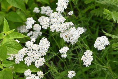 Yarrow beyaz çiçekleri. Asteraceae daimi bitkisi. Tıbbi özellikleri var ve buna 