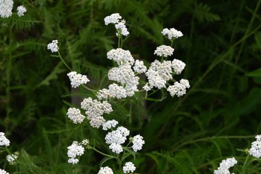 Yarrow beyaz çiçekleri. Asteraceae daimi bitkisi. Tıbbi özellikleri var ve buna 