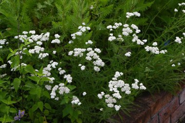 Yarrow beyaz çiçekleri. Asteraceae daimi bitkisi. Tıbbi özellikleri var ve buna 