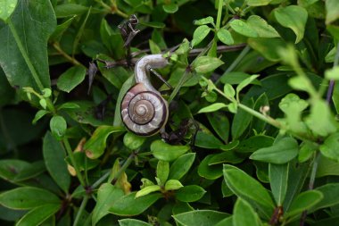  Bir salyangoz. Salyangoz, deniz kabuğu olan karada yaşayan bir gastropodun yaygın adıdır..