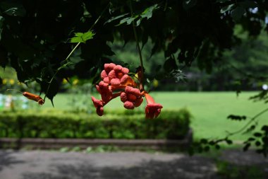 Trompet sürüngeni (Campsis grandiflora) çiçekleri. Bignoniaceae yaprak döken asma çalısı. Güzel portakal çiçekleri yazın açar..