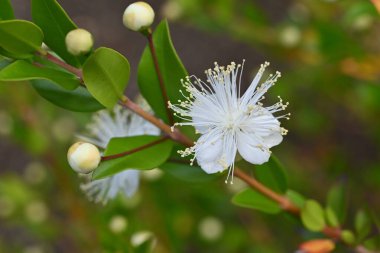 Myrtle (Myrtus Communis) çiçekleri. Myrtaceae her zaman yeşil çalı. Yazın çiçek açan beş yapraklı beyaz çiçekler..
