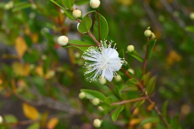 Myrtle (Myrtus Communis) çiçekleri. Myrtaceae her zaman yeşil çalı. Yazın çiçek açan beş yapraklı beyaz çiçekler..