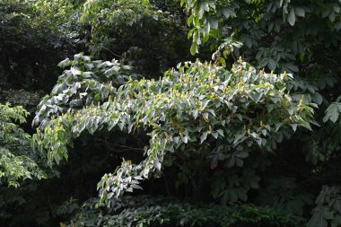  Japon mallotus (Mallotus japonicus) çiçekleri. Euphorbiaceae dioecious yaprak döken çalı. Sayısız beyaz çiçek yazın başlarında paniğe kapılır..