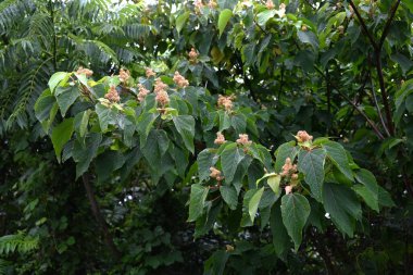  Japon mallotus (Mallotus japonicus) çiçekleri. Euphorbiaceae dioecious yaprak döken çalı. Sayısız beyaz çiçek yazın başlarında paniğe kapılır..