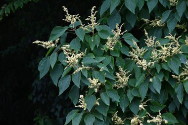  Japon mallotus (Mallotus japonicus) çiçekleri. Euphorbiaceae dioecious yaprak döken çalı. Sayısız beyaz çiçek yazın başlarında paniğe kapılır..