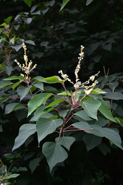 stock image  Japanese mallotus (Mallotus japonicus) flowers. Euphorbiaceae dioecious deciduous shrub. Numerous white flowers bloom in panicles in early summer.