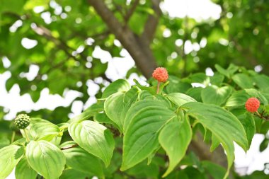Japon çiçekli kızılcık (Cornus kousa) çiçekleri ve böğürtlenleri. Cornaceae yaprak döken çiçek ağacı.