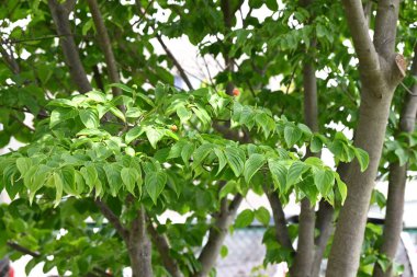 Japon çiçekli kızılcık (Cornus kousa) çiçekleri ve böğürtlenleri. Cornaceae yaprak döken çiçek ağacı.