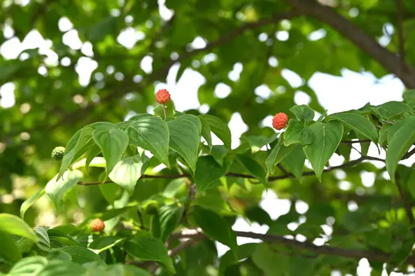 stock image Japanese flowering dogwood ( Cornus kousa ) flowers and berries. Cornaceae deciduous flowering tree.