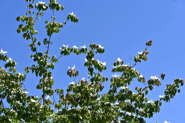 stock image Japanese flowering dogwood ( Cornus kousa ) flowers and berries. Cornaceae deciduous flowering tree.