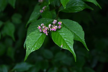  Japanese beautyberry (Calicarpa japonica) flowers. Lamiaceae deciduous shrub. Small pale purple flowers bloom in early summer and the berries ripen to purple in fall. clipart