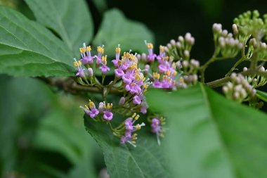  Japanese beautyberry (Calicarpa japonica) flowers. Lamiaceae deciduous shrub. Small pale purple flowers bloom in early summer and the berries ripen to purple in fall. clipart