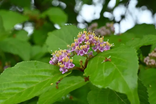 stock image  Japanese beautyberry (Calicarpa japonica) flowers. Lamiaceae deciduous shrub. Small pale purple flowers bloom in early summer and the berries ripen to purple in fall.