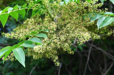 Zehirli kodlama müfredat çiçekleri. Anacardiaceae yapraklı ağaç. İkiyüzlü, küçük sarı-yeşil çiçekler yazın başlarında paniğe kapılır..