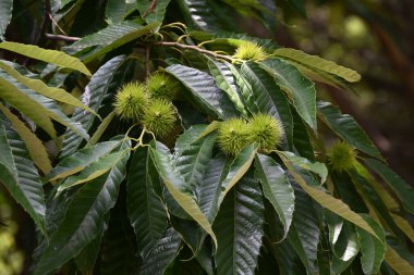 Japon kestane çiçekleri. Fagaceae yapraklı meyve ağacı. Dikdörtgen ve tozlaşmış, erkek çiçeklerinin kokusuyla böcekleri cezbediyor..