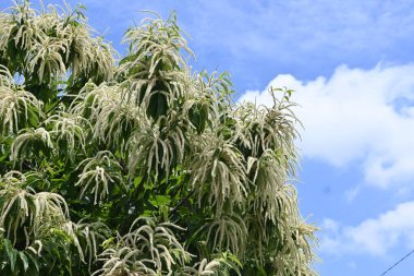 Japanese chestnut flowers.Fagaceae deciduous fruit tree.Diclinous and insect-pollinated, attracting insects with the scent of the male flowers. clipart