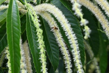 Japon kestane çiçekleri. Fagaceae yapraklı meyve ağacı. Dikdörtgen ve tozlaşmış, erkek çiçeklerinin kokusuyla böcekleri cezbediyor..