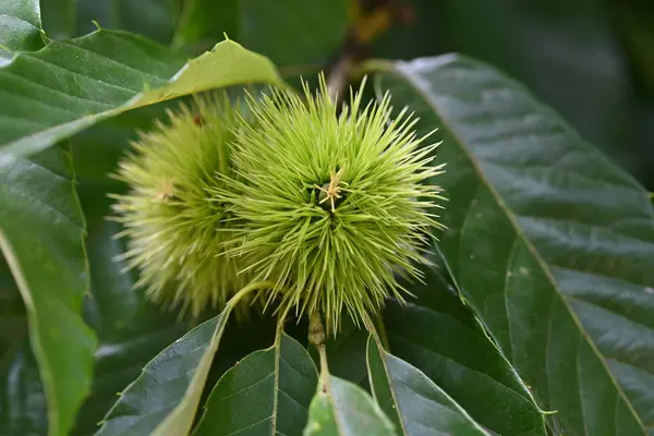 stock image Japanese chestnut flowers.Fagaceae deciduous fruit tree.Diclinous and insect-pollinated, attracting insects with the scent of the male flowers.