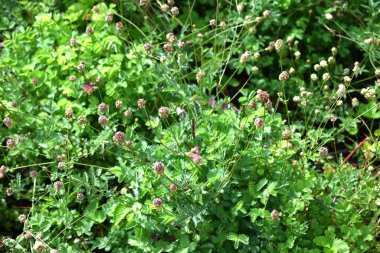 Salata burnet (Sanguisorba minor) çiçekleri. Rosaceae daimi bitkisi. 