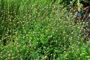 Salata burnet (Sanguisorba minor) çiçekleri. Rosaceae daimi bitkisi. 