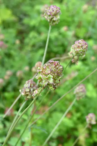 stock image Salad burnet (Sanguisorba minor) flowers. Rosaceae perennial herb. Known as the 