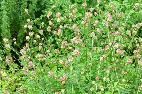 stock image Salad burnet (Sanguisorba minor) flowers. Rosaceae perennial herb. Known as the 