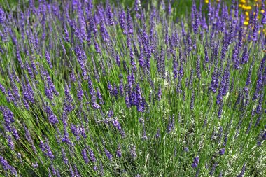 Lavanta (Lavandula Intermedia) 'Grosso' çiçekleri. Lamiaceae daimi bitkisi. Kokulu soluk mor çiçekler yazın açar ve aromatik bir bitki gibi değerlidir..