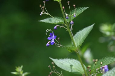Mavi spiraea (Tripora divaricata) çiçekleri. Lamiaceae bitkileri. Mavi-mor çiçekler yazdan sonbahara kadar açar..