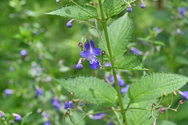 Blue mist spiraea (Tripora divaricata) flowers. Lamiaceae perennial plants. Blue-purple flowers bloom from summer to autumn.