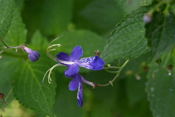 Blue mist spiraea (Tripora divaricata) flowers. Lamiaceae perennial plants. Blue-purple flowers bloom from summer to autumn.