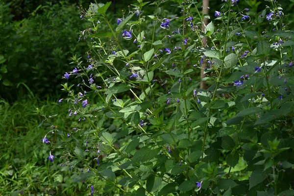 stock image Blue mist spiraea (Tripora divaricata) flowers. Lamiaceae perennial plants. Blue-purple flowers bloom from summer to autumn.