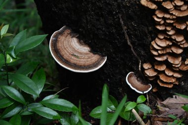 Çoklu gözenek. Polyporaceae ailesinin ağaç kütüklerinde yetişen bir mantarı. Tahtayı çürüten zararlı bir mantardır ama aynı zamanda tıbbi olarak da kullanılır..