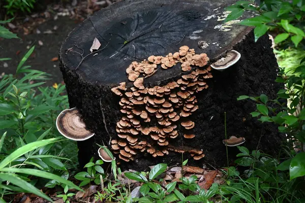 stock image Polypore. A fungus of the Polyporaceae family that grows on tree stumps. It is a harmful fungus that rots wood, but is also used medicinally.