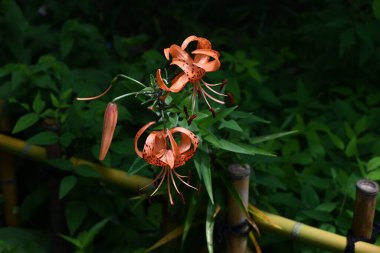 Tiger lily (Lilium lancifolium) flowers. Orange flowers with dark purple spots bloom in summer. The lily bulbs are edible. clipart