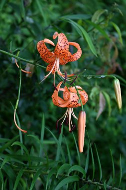 Tiger lily (Lilium lancifolium) flowers. Orange flowers with dark purple spots bloom in summer. The lily bulbs are edible. clipart