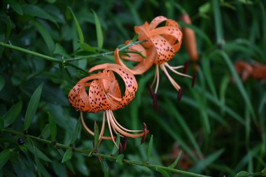 Kaplan zambağı (Lilium lancifolium) çiçekleri. Koyu mor benekli turuncu çiçekler yazın çiçek açar. Zambak soğanları yenilebilir..