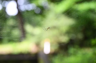 Örümcekler ve örümcek ağları. Örümcekler zehirli bezeleri olan ve böcekleri ve diğer canlıları avlamak için ağ ören etobur eklembacaklılardır..