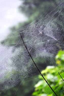 Örümcekler ve örümcek ağları. Örümcekler zehirli bezeleri olan ve böcekleri ve diğer canlıları avlamak için ağ ören etobur eklembacaklılardır..