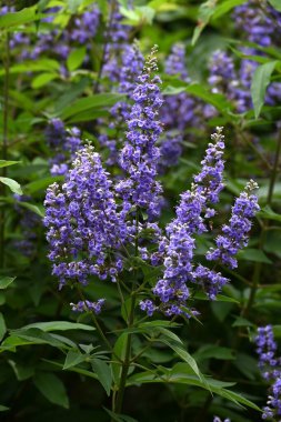 Vitex agnus-cautus (Ağaç) çiçekleri. Lamiaceae yaprak döken çalı. Soluk mor çiçekler yazdan sonbahara kadar açar. Eski çağlardan beri regl ağrıları için kullanılan bir bitki..