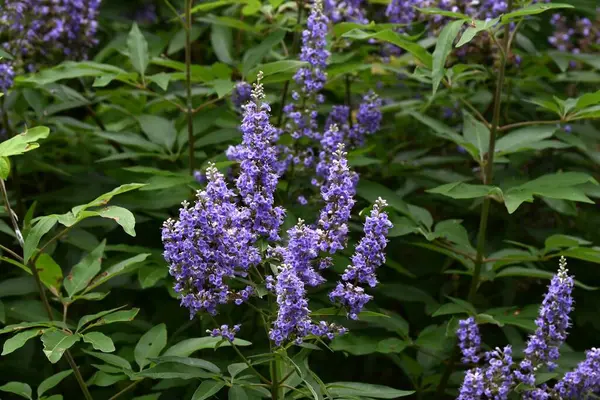 stock image Vitex agnus-cautus ( Chaste tree ) flowers. Lamiaceae deciduous shrub. Pale purple flowers bloom from summer to autumn. A herb that has been used for menstrual pain since ancient times.