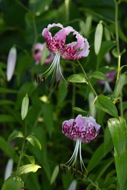 Lilium Specosum (parlak zambak) çiçekleri. Taç yapraklarında koyu kırmızı lekeler olan çiçekler yazın açar. Ampuller yenilebilir..